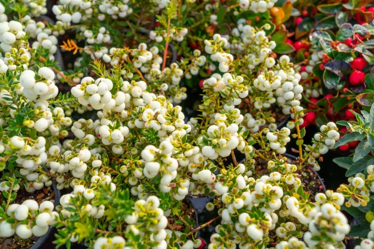 les arbustes à baies blanches dans le jardin ornemental hivernal