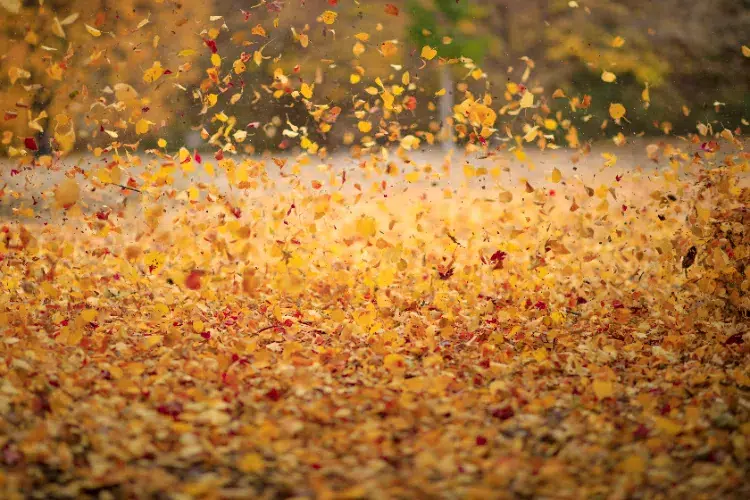 les feuilles d'automne en l'air en tant que confettis naturels et écologiques