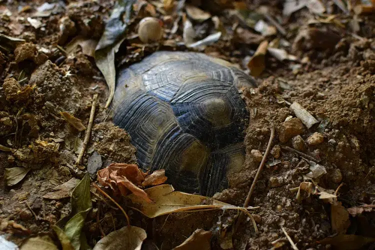 Les lieux que les tortues choisissent pour se cacher