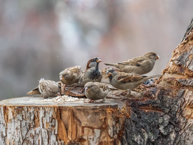 Que mange un moineau,Que mange moineau