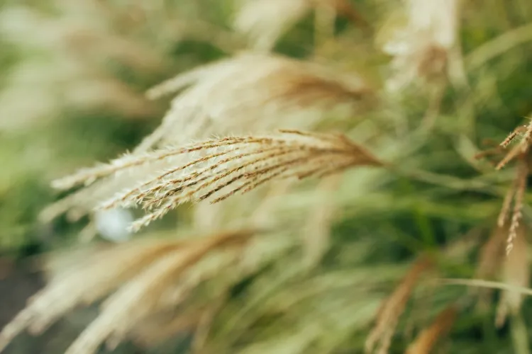 l'herbe de la pampa est une graminée envahissante et dangereuse pour l'environnement