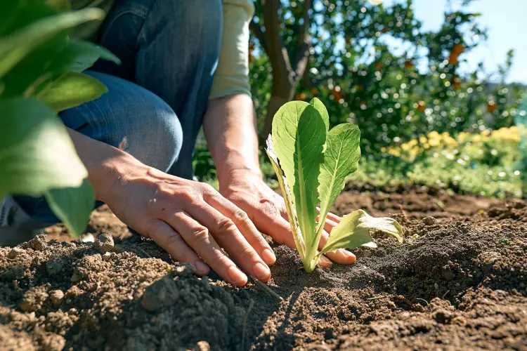 où planter la laitue en octobre en pleine terre 