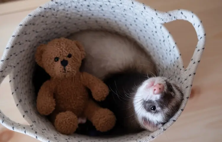 peut on adopter un furet pour éloigner les rats