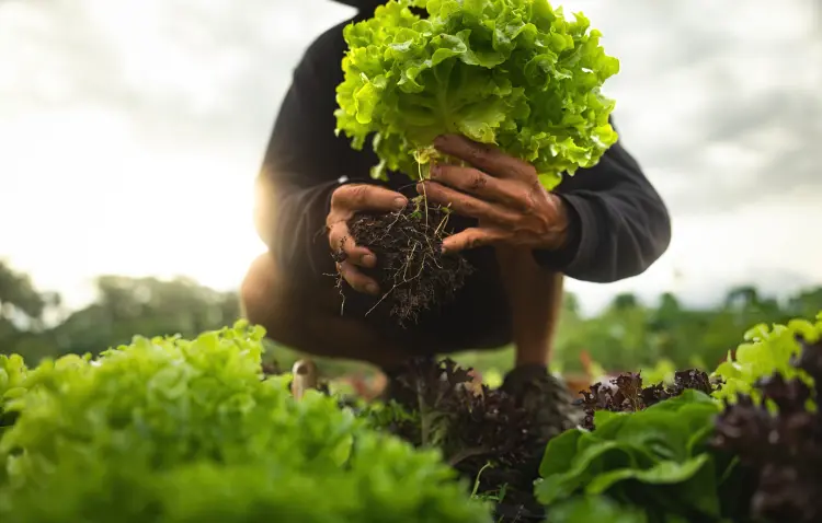 peut on planter la laitue en octobre 