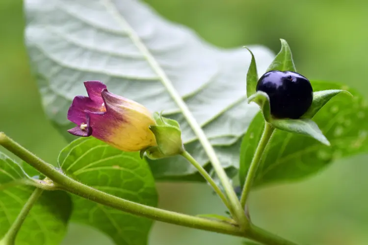 plante belladone toxique pour les hommes et les animaux