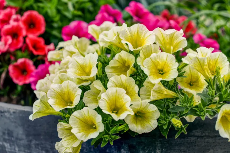 plantes à fleurs délicates à protéger des pluies fortes 