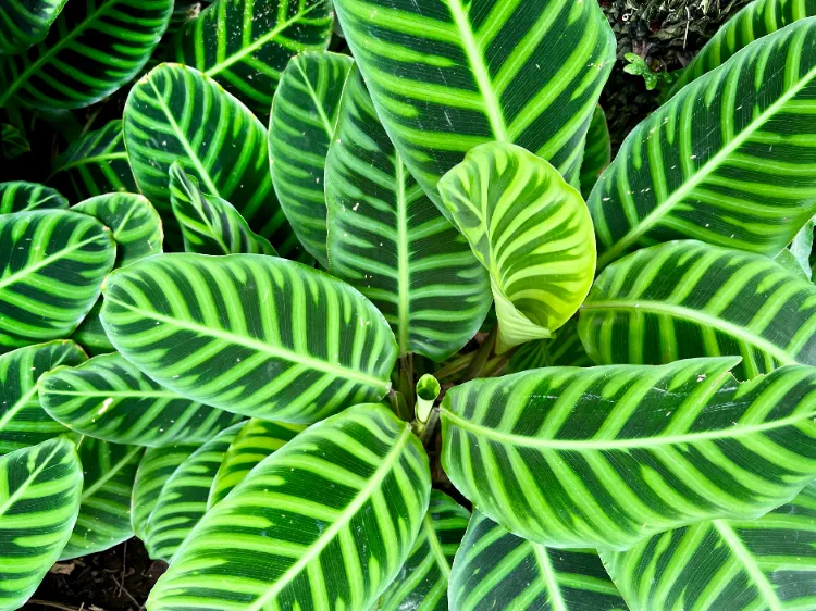 Plantes aux feuilles géantes,Plantes feuilles géantes