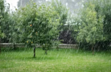 plantes à risque en cas de fortes pluies kokhan o