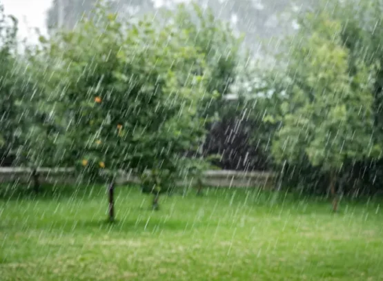 plantes à risque en cas de fortes pluies kokhan o