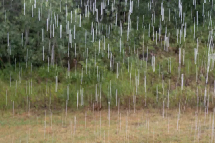 plantes à risque en cas de fortes pluies au jardin 