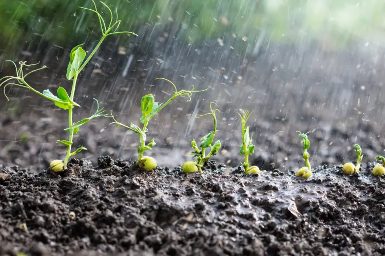 plantes à risque en cas de fortes pluies au jardin potager