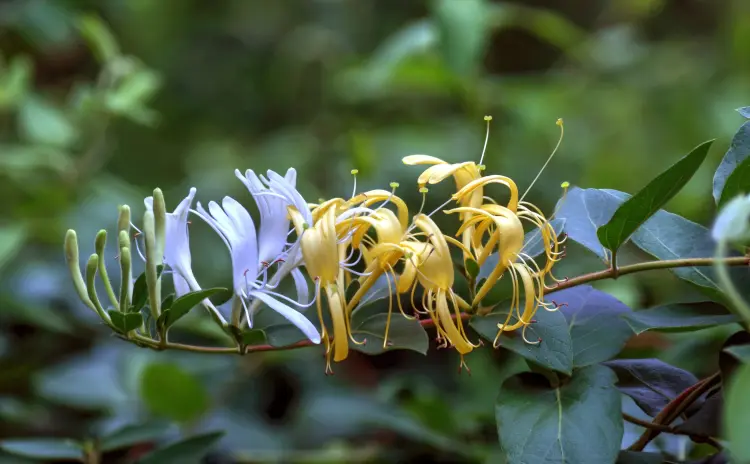 plantes envahissantes à éviter de planter le chevrefeuille de japon 