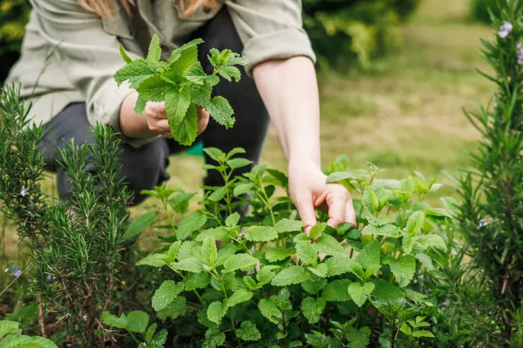 plantes envahissantes à ne pas planter en pleine terre 