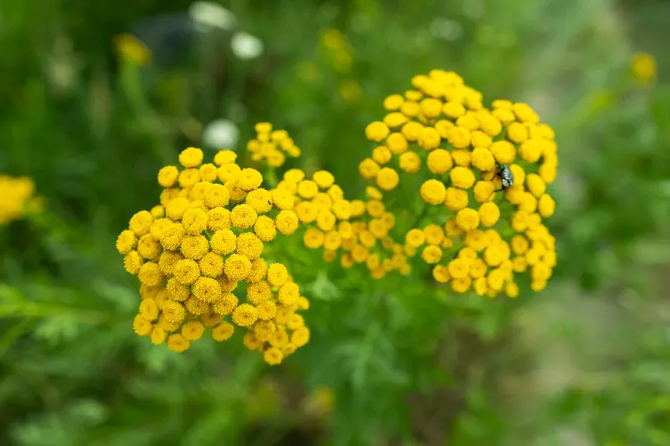 Fleurs indigènes de France,Fleurs indigènes France