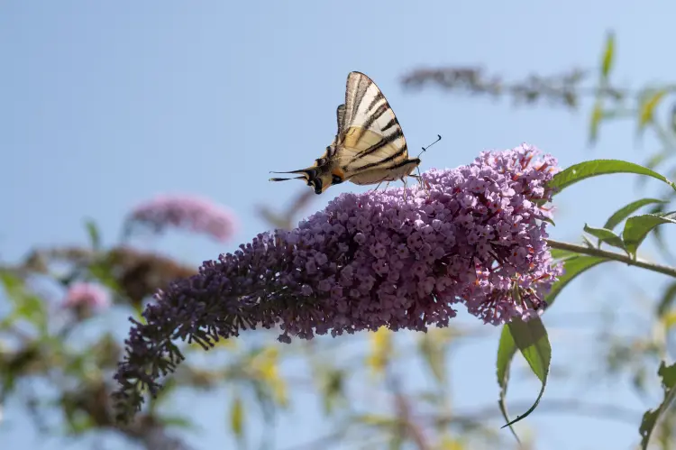 plantes qu'il ne faut pas planter dans le jardin