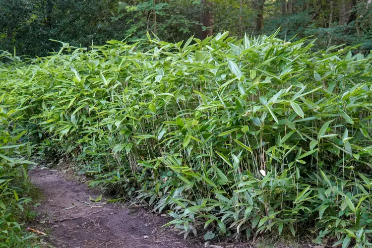 plantes qu'il ne faut pas planter dans le jardin en pleine terre 