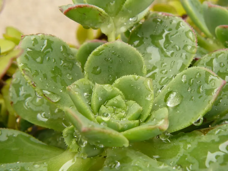 plantes susceptibles à l'humidité cactus 