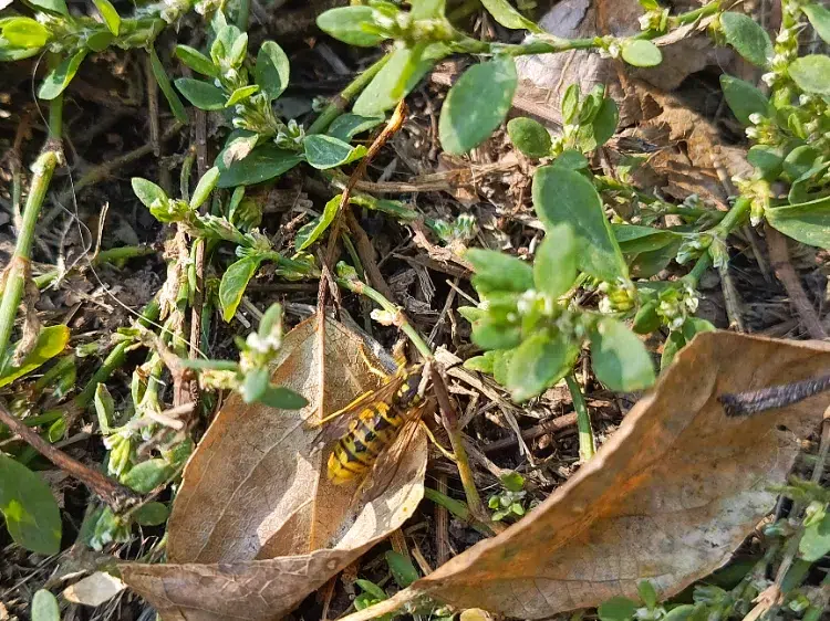 Fournir de la nourriture aux pollinisateurs en octobre,Fournir nourriture pollinisateurs octobre