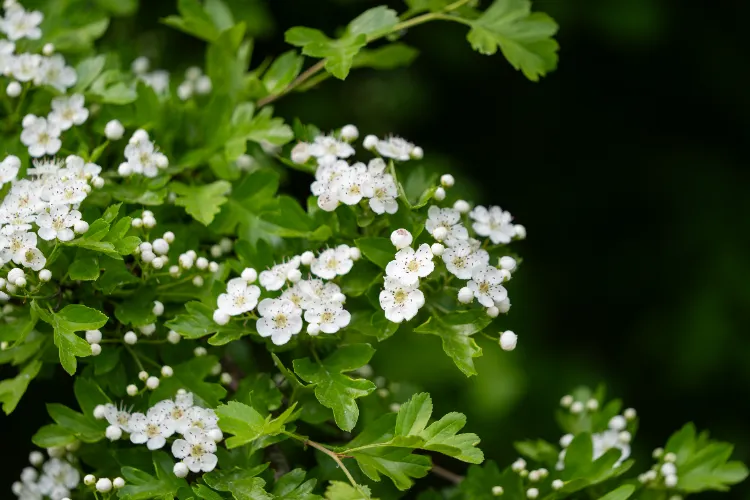 Fleurs indigènes de France,Fleurs indigènes France