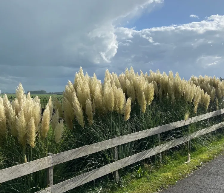 pourquoi faut il arracher herbe de la pampa en france