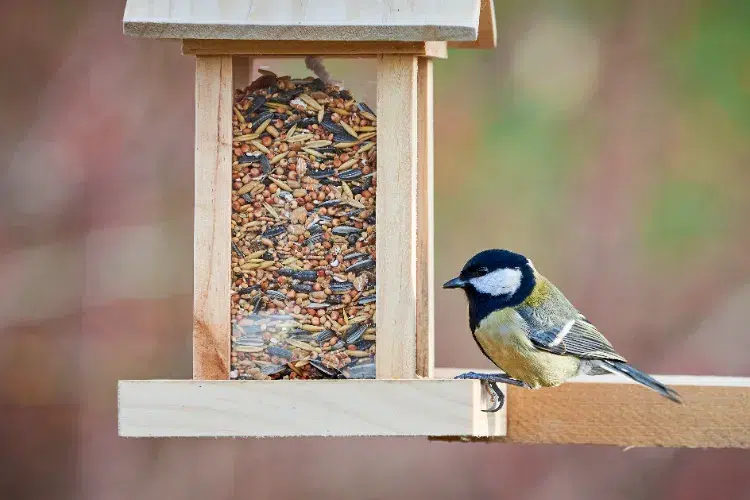 Pourquoi mettre du piment dans la mangeoire des oiseaux,Pourquoi mettre piment mangeoire oiseaux