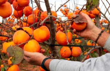 quand cueillir le kaki de l'arbre cesar m. amor shutterstok