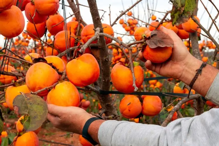 quand cueillir le kaki de l'arbre cesar m. amor shutterstok