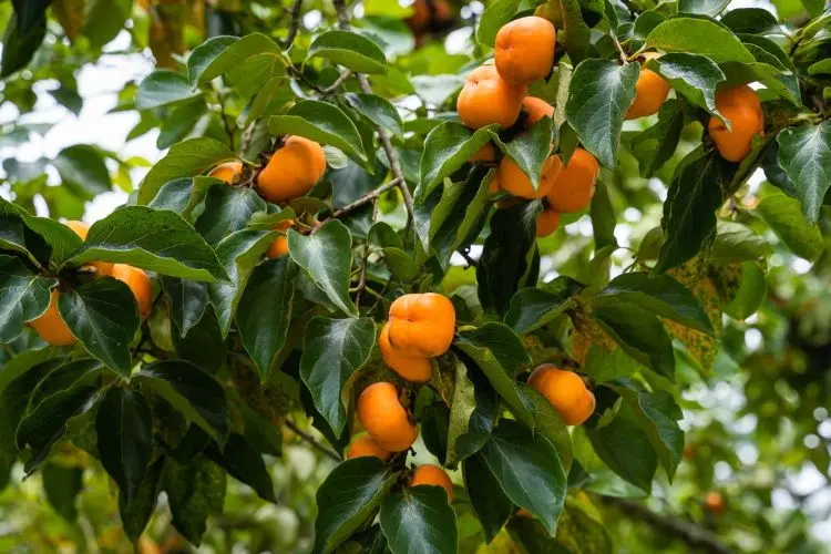 quand cueillir le kaki de l'arbre avant ou après mûrissement 