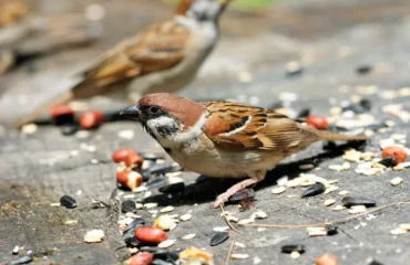 Que mange un moineau,Que mange moineau