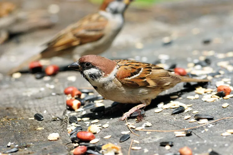 Que mange un moineau,Que mange moineau