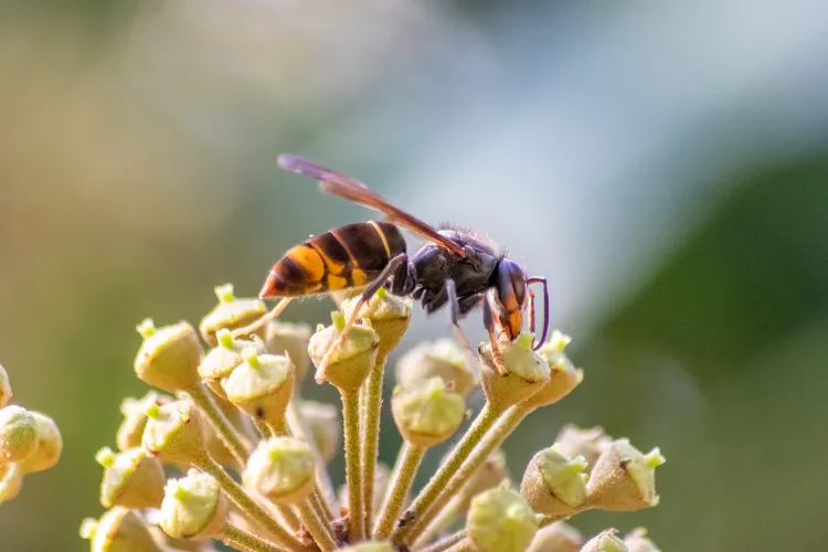 Fournir de la nourriture aux pollinisateurs en octobre,Fournir nourriture pollinisateurs octobre