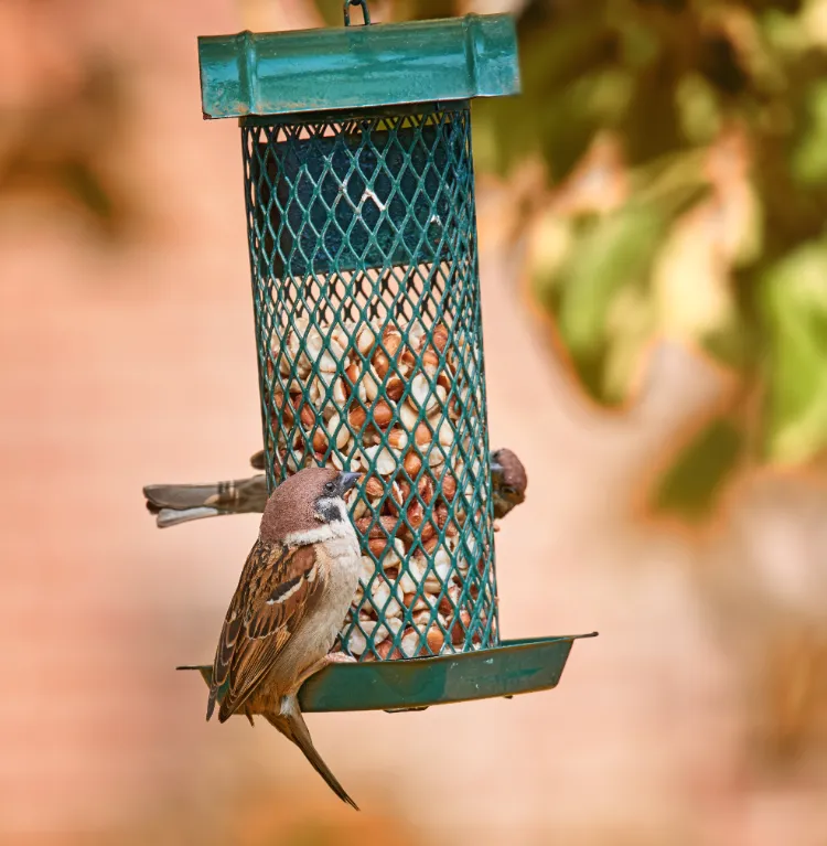 Que mange un moineau,Que mange moineau