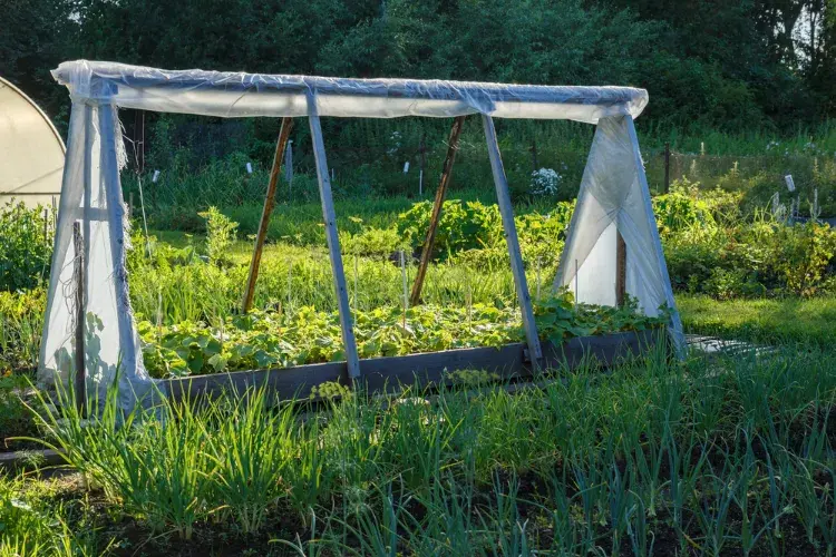 que semer en octobre sous serre pour prolonger son potager