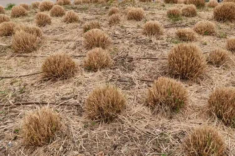 quelles sont les méthodes efficaces pour arracher herbe de la pampa