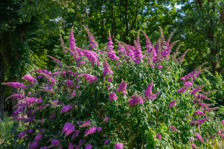 quelles sont les plantes qu'il ne faut pas planter dans le jardin buddeleia 