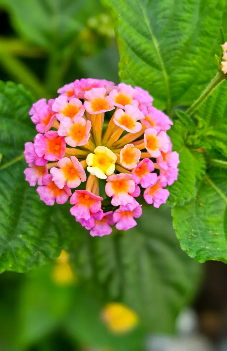 Comment tailler les lantanas,Comment tailler lantanas