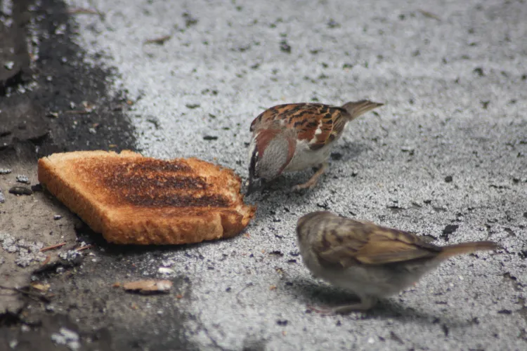 Pourquoi mettre du piment dans la mangeoire des oiseaux,Pourquoi mettre piment mangeoire oiseaux