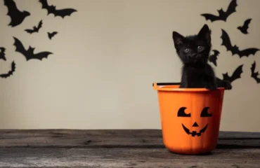 Quels animaux peuvent être attirés par les décorations d'Halloween,Quels animaux peuvent être attirés décorations d'Halloween,Quels animaux attirés décorations dHalloween