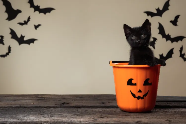 Quels animaux peuvent être attirés par les décorations d&#039;Halloween,Quels animaux peuvent être attirés décorations d&#039;Halloween,Quels animaux attirés décorations dHalloween