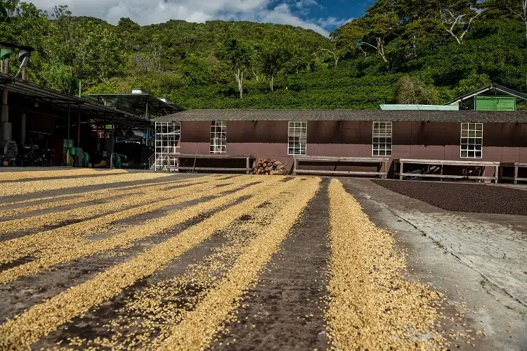 Récolter et faire sécher les haricots au soleil