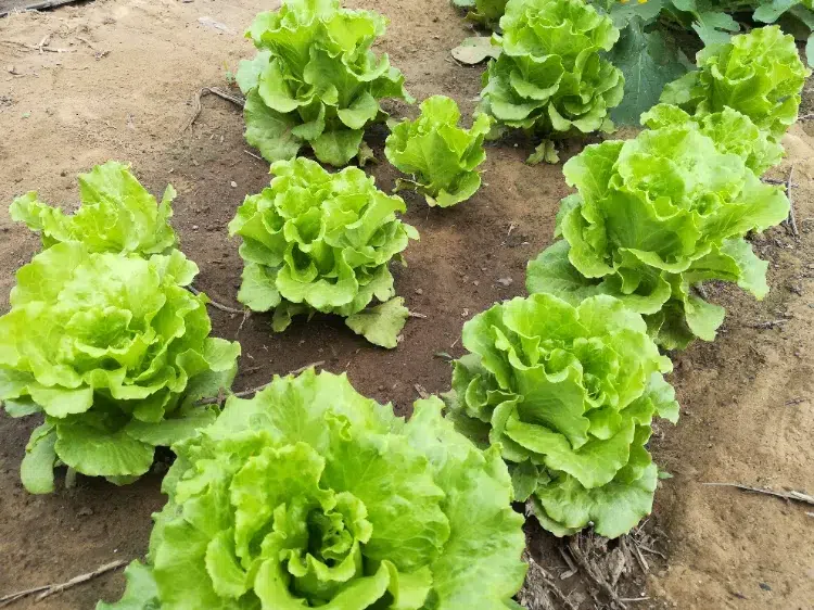 Plantes qui poussent dans un sol sableux,Plantes poussent sol sableux,plantes qui poussent sol sableux