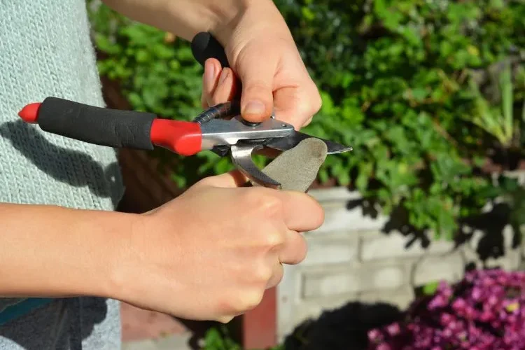 sécateur comme outil de jardin 2024