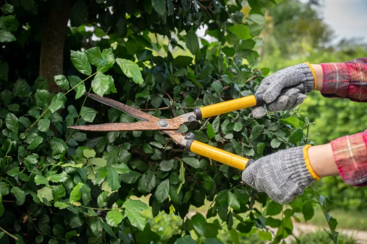 Creuser autour d&#039;un arbre,Creuser autour arbre