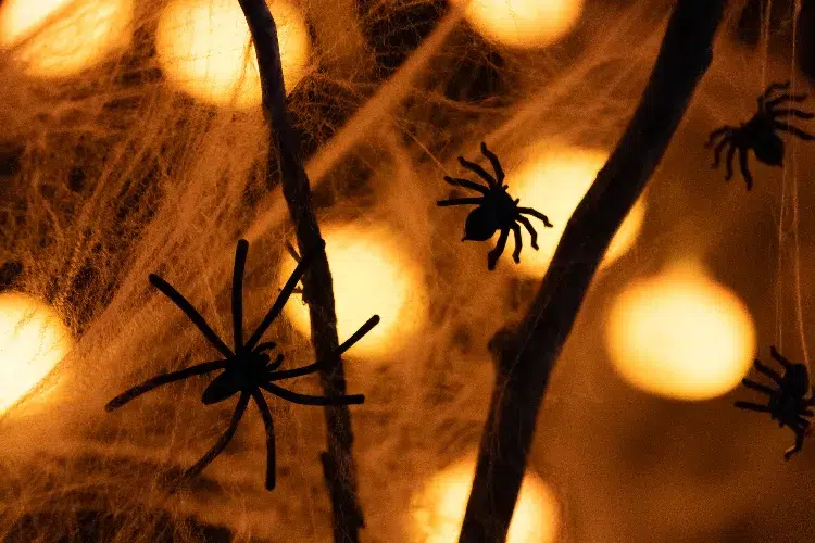 Quels animaux peuvent être attirés par les décorations d&#039;Halloween,Quels animaux peuvent être attirés décorations d&#039;Halloween,Quels animaux attirés décorations dHalloween