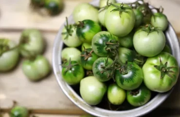 Conserver des tomates vertes,Conserver tomates vertes