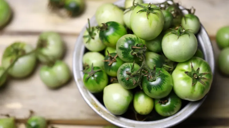 Conserver des tomates vertes,Conserver tomates vertes