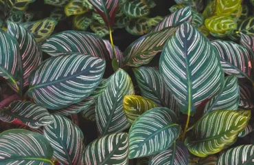 Plantes aux feuilles géantes,Plantes feuilles géantes