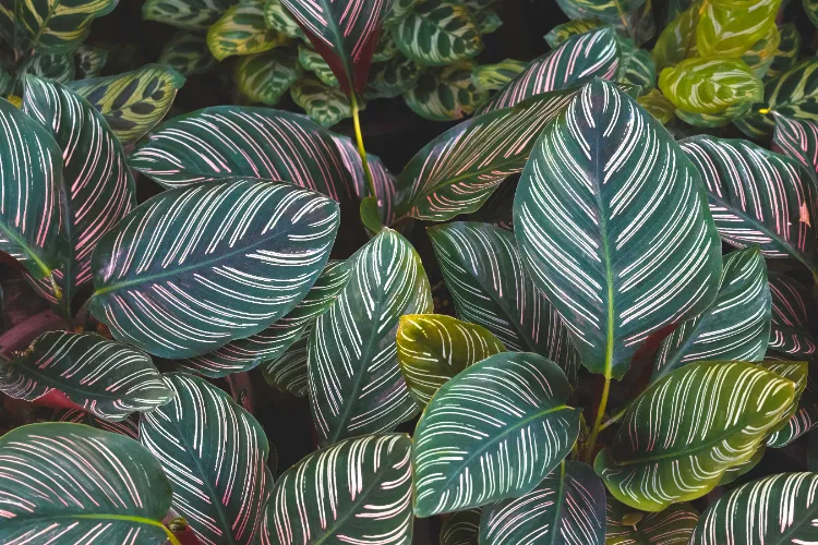 Plantes aux feuilles géantes,Plantes feuilles géantes