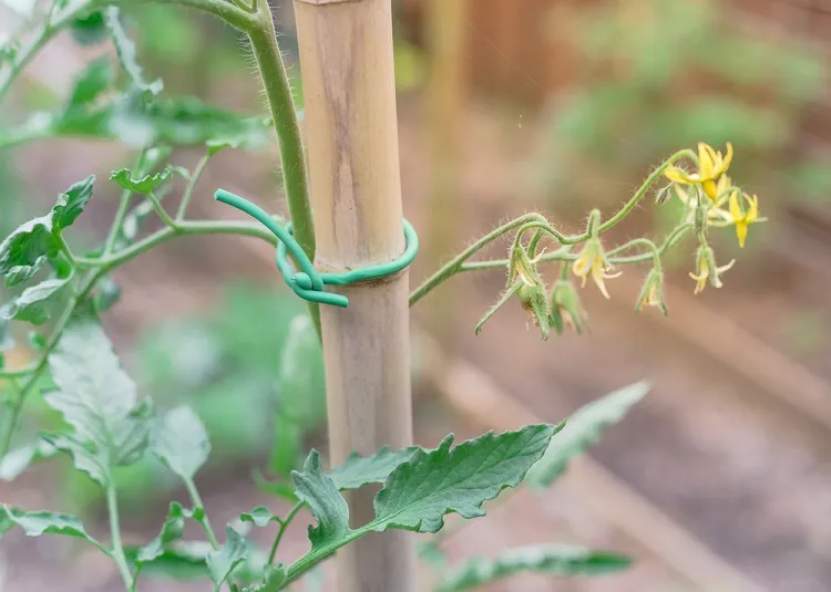 tuteurer les tomates dans le potager