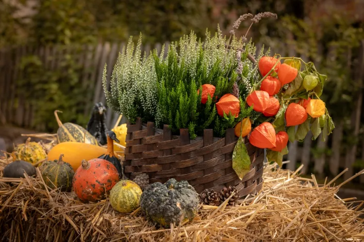 une composition d'automne avec des courges physalis et bruyère